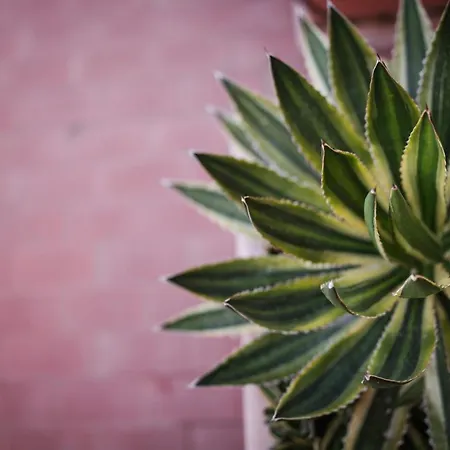 Lägenhet Skyline Terrace *