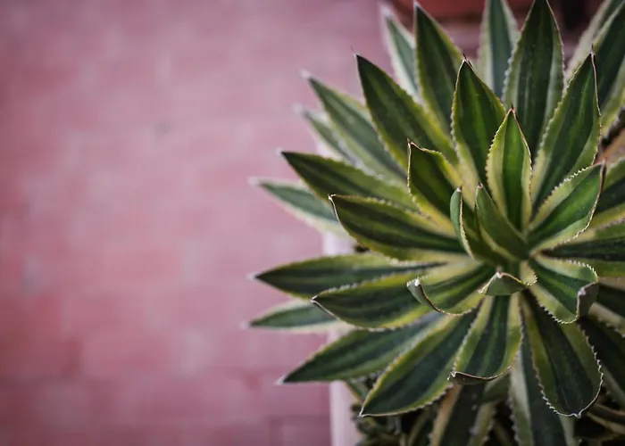 Apartament Skyline Terrace *